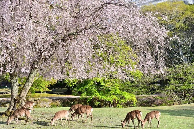 Kyoto and Nara Park One Day Tour With Lunch From Osaka/Kyoto - Tour Inclusions and Exclusions
