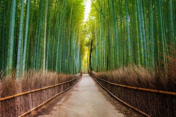 Kyoto Arashiyama Walking Tour - Bamboo, Monkeys, Temple & Secrets - Visiting the Monkey Park