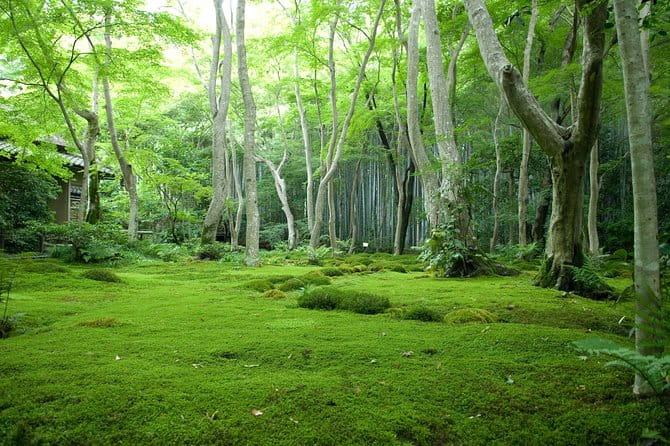 Kyoto Bamboo Forest Electric Bike Tour - Experience and Highlights