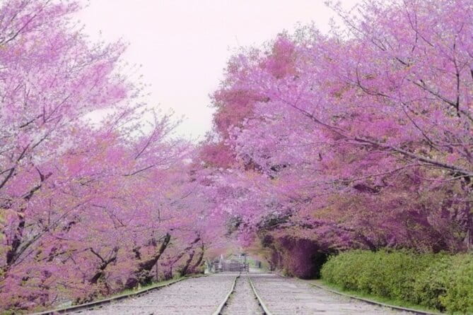 Kyoto Cherry Blossom With Miyako Odori 1 Day Walking Tour - Key Points