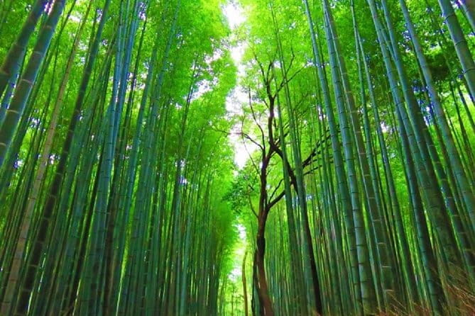 Kyoto Full-Day Private Tour by Public Transportation - Eco-Friendly Transportation Options