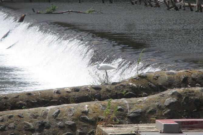 Kyoto ITALIAN GUIDE Golden Pagoda Bamboo Forest Dry Garden - Traveler Reviews and Ratings