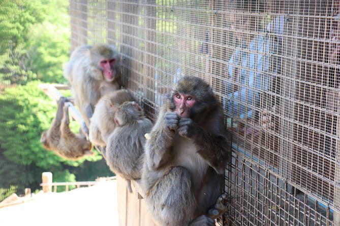 Kyoto Morning Tour:Top Landmarks in Half a Day - Key Points