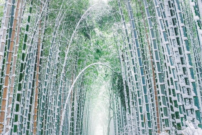 Kyoto, Osaka, Nara Private Tour by Car English Driver Guide - Customer Feedback