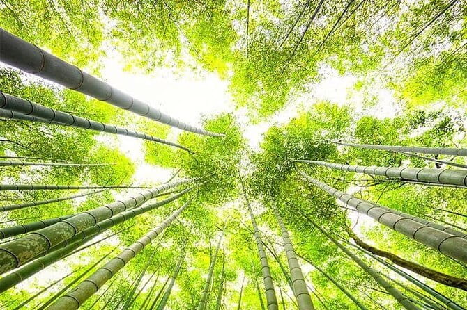 Kyoto, Osaka, Nara Private Tour by Car English Driver Guide - Recommendations for Travelers