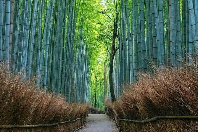 Kyoto Tour 12 Hours Private Nagoya Pick up Available - Lunch and Local Cuisine