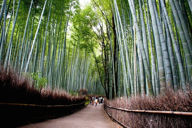 Kyoto Tour Local and Major Highlights - Scenic Parks and Nature Spots