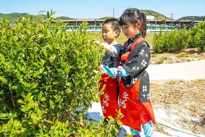 Kyoto Uji Tea Picking and Byodo in Temple Private Tour - Key Points