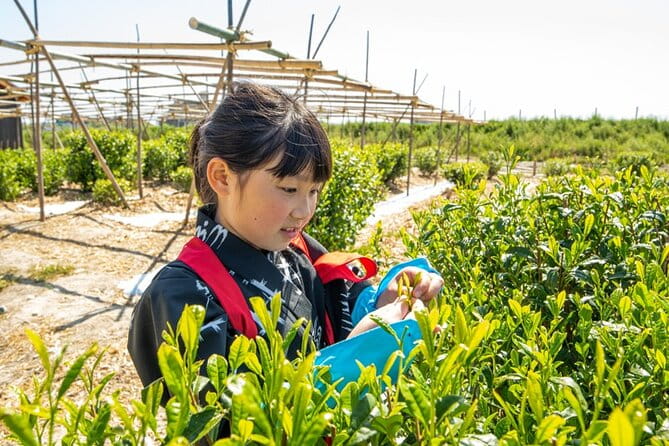 Kyoto Uji Tea Picking and Byodo in Temple Private Tour - Tea Picking Activity