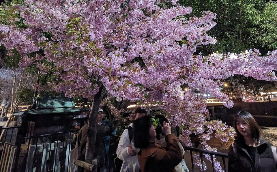 Kyoto: Unscripted Walking Tours Review - Activities