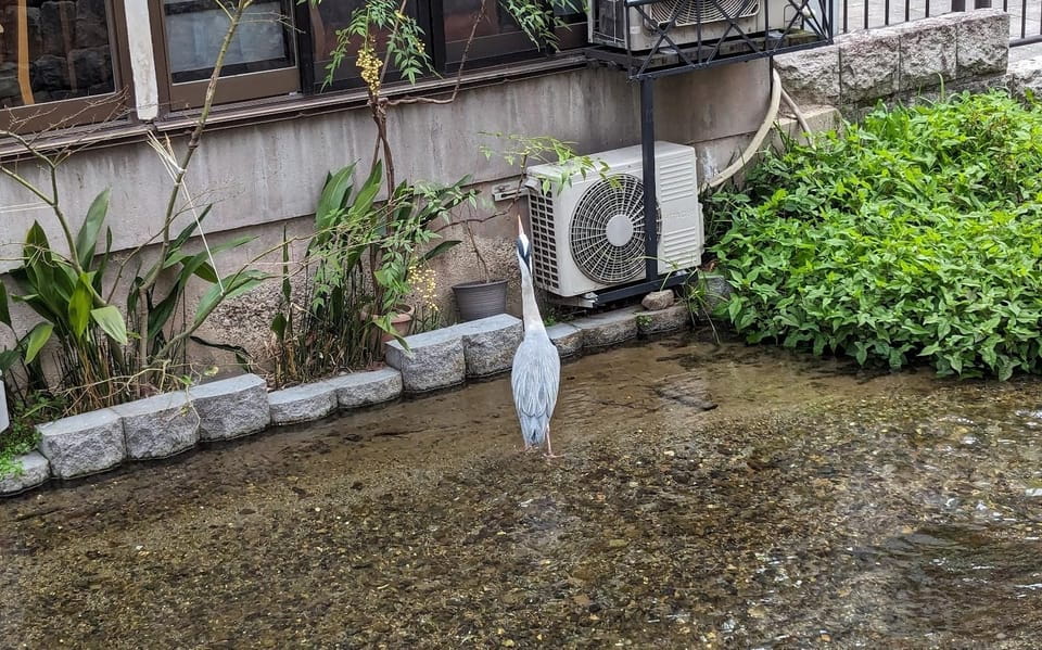 Kyoto: Unscripted Walking Tours Review - Booking Process