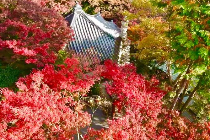 Kyushu Highlights Tour From Fukuoka - Accessibility and Participation