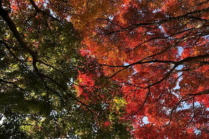 Kyushu Highlights Tour From Fukuoka - Communication and Confirmation