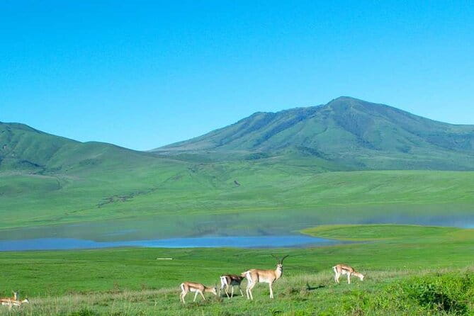 Kyushu Kumamoto and Aso Volcano Castle Day Tour From Hakata - Important Considerations