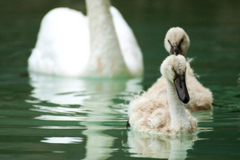 La Almudaina Palace Entry Ticket - Key points / Takeaways