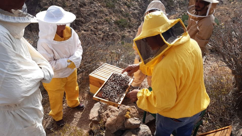 La Gomera: Flower Guided Tour With Butterflies and Bees - Customer Experiences