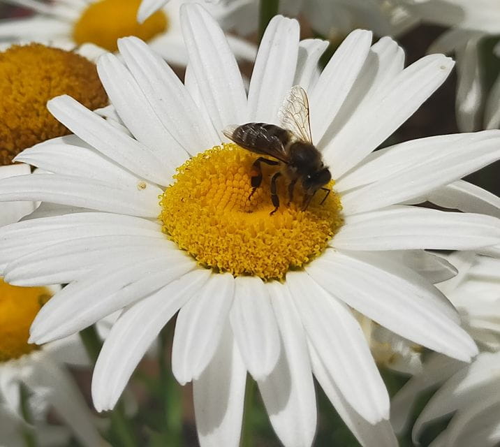 La Gomera: Flower Guided Tour With Butterflies and Bees - Things To Know