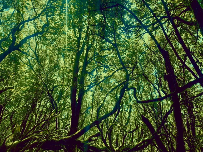 La Gomera: the Rain Forest (National Park) - Key Points