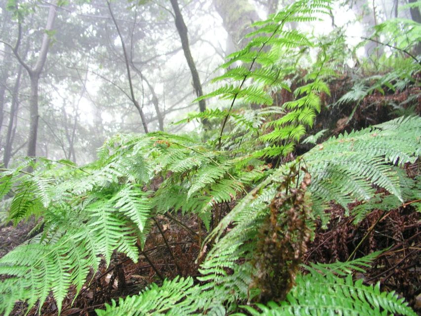 La Gomera: the Rain Forest (National Park) - Unique Ecosystem Features
