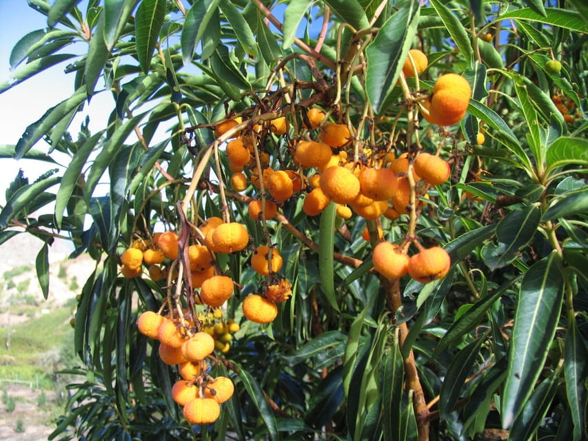 La Gomera: the Rain Forest (National Park) - Whats Included