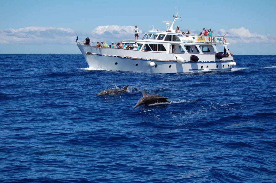 La Gomera: Whale Watching Tour on a Vintage Boat - Things To Know