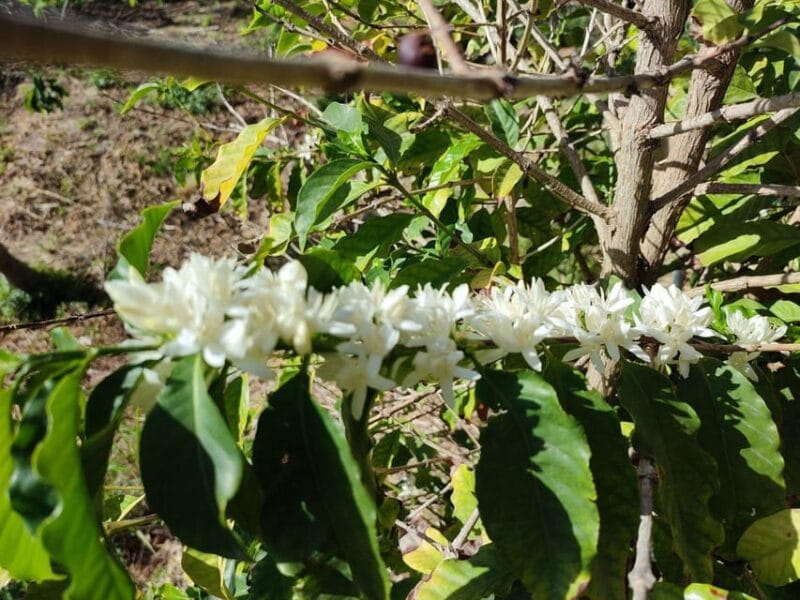 La Herradura Coffee Farm: tour in Europe's only plantation - Pricing and Overall Value