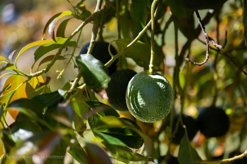La Herradura Coffee Farm: tour in Europe's only plantation - The Sum Up