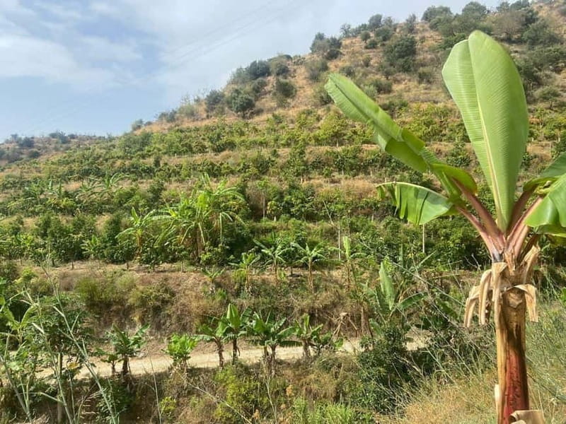 La Herradura: Private Visit to Europe's Only Coffee Farm - Visiting La Herradura: A Coffee Farm in Andalusia