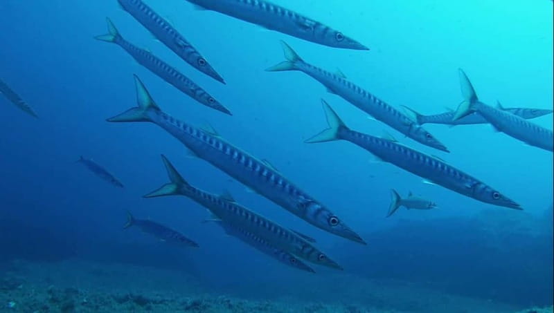 La Maddalena Archipelago & Lavezzi: Adventure Dives trip - Key Points / Takeaways