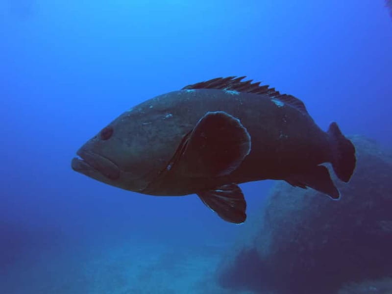 La Maddalena & Lavezzi : scuba diving for certified divers. - Key points/Takeaways