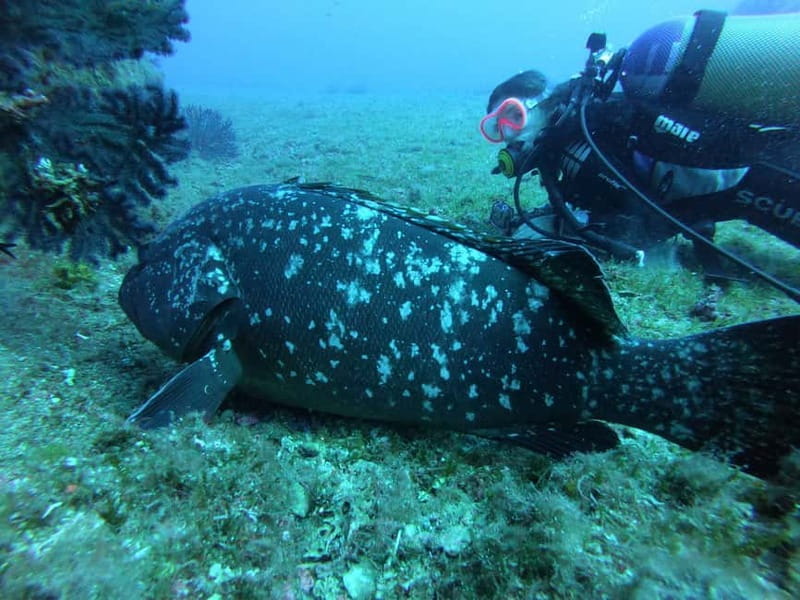 La Maddalena & Lavezzi : scuba diving for certified divers. - Price & Practical Considerations