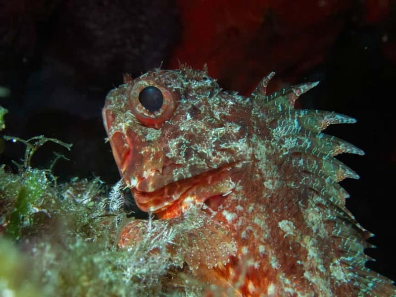 La Maddalena & Lavezzi : scuba diving for certified divers. - Is It Worth It? The Bottom Line