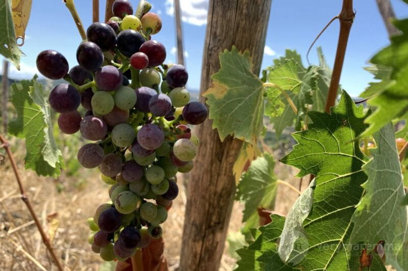 La Maliosa Farm Experience & Wine Tasting - Key points / Takeaways