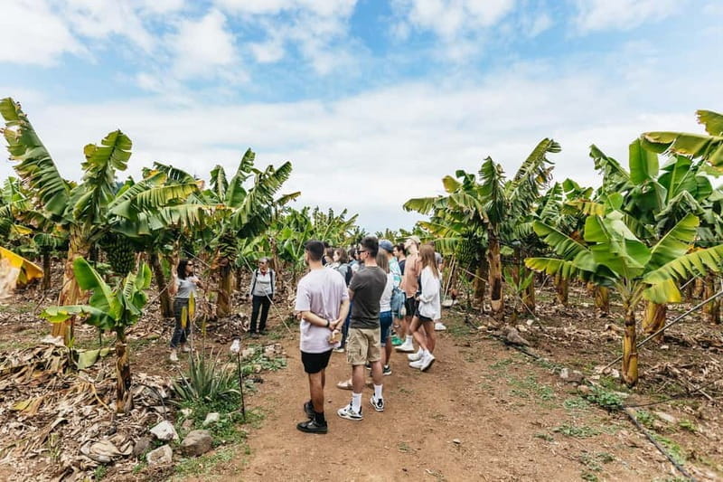 La Orotava: Eco Banana Plantation Tour with Banana Liquor - Key points / Takeaways