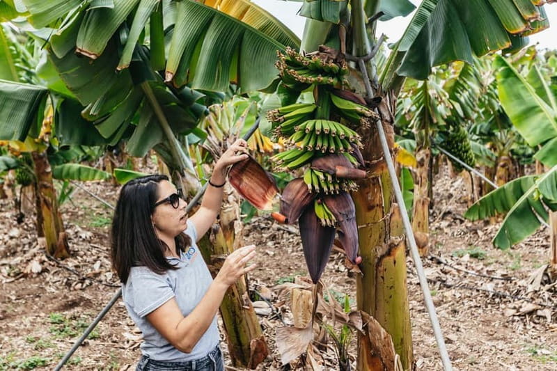 La Orotava: Eco Banana Plantation Tour with Banana Liquor - La Orotava: A Closer Look at the Eco Banana Plantation Tour