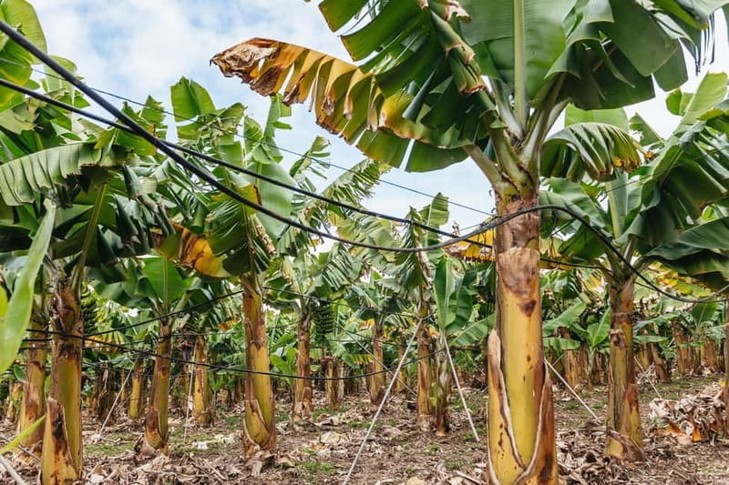 La Orotava: Eco Banana Plantation Tour with Banana Liquor - Price and Logistics