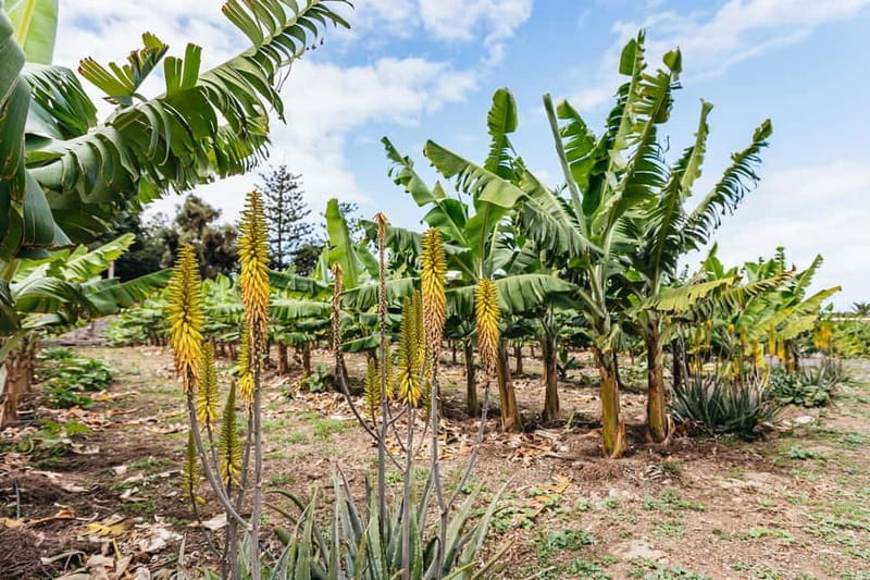 La Orotava: Eco Banana Plantation Tour with Banana Liquor - FAQ