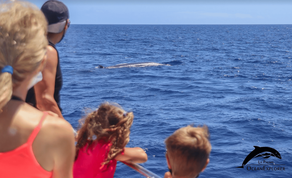La Palma: 3-Hour Dolphin and Whale Watching Experience - Highlights of the Cruise