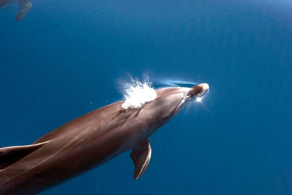 La Palma: 3-Hour Dolphin and Whale Watching Experience - Meeting Point and Accessibility
