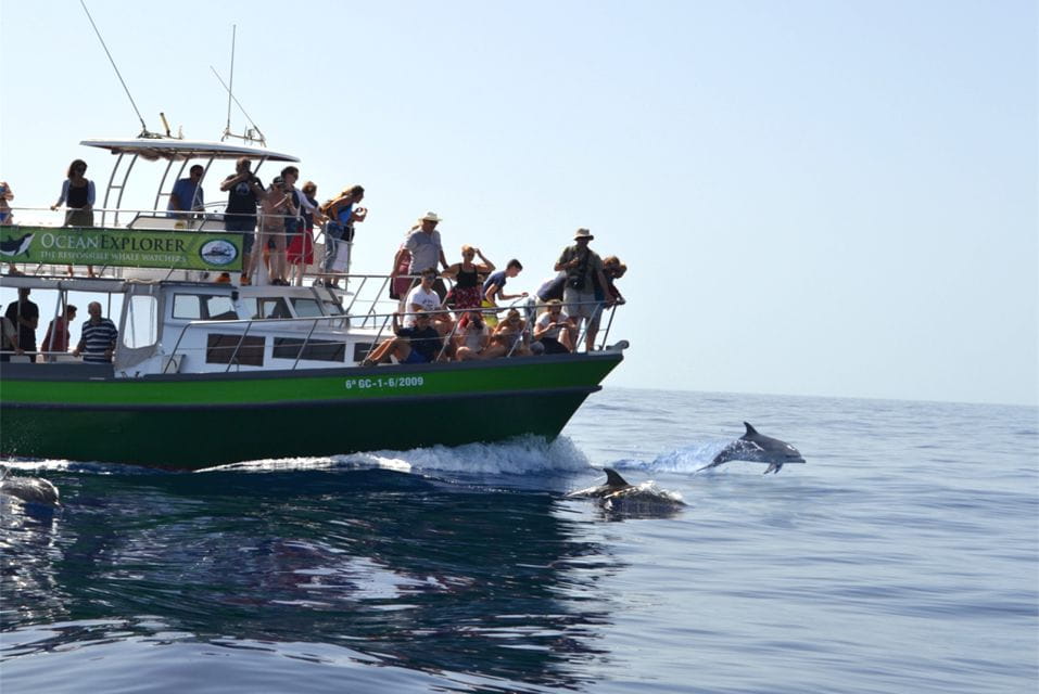 La Palma: 3-Hour Dolphin and Whale Watching Experience - Customer Feedback