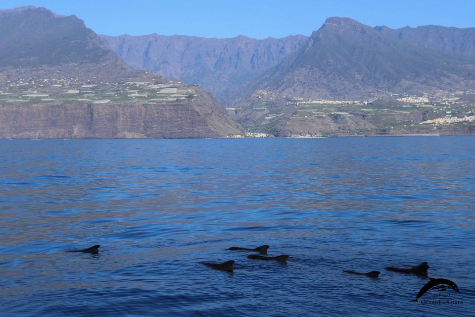 La Palma: 3-Hour Dolphin and Whale Watching Experience - Marine Life and Habitat