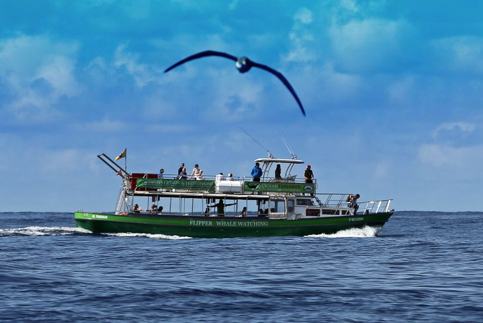La Palma: 3-Hour Dolphin and Whale Watching Experience - Coastal Exploration
