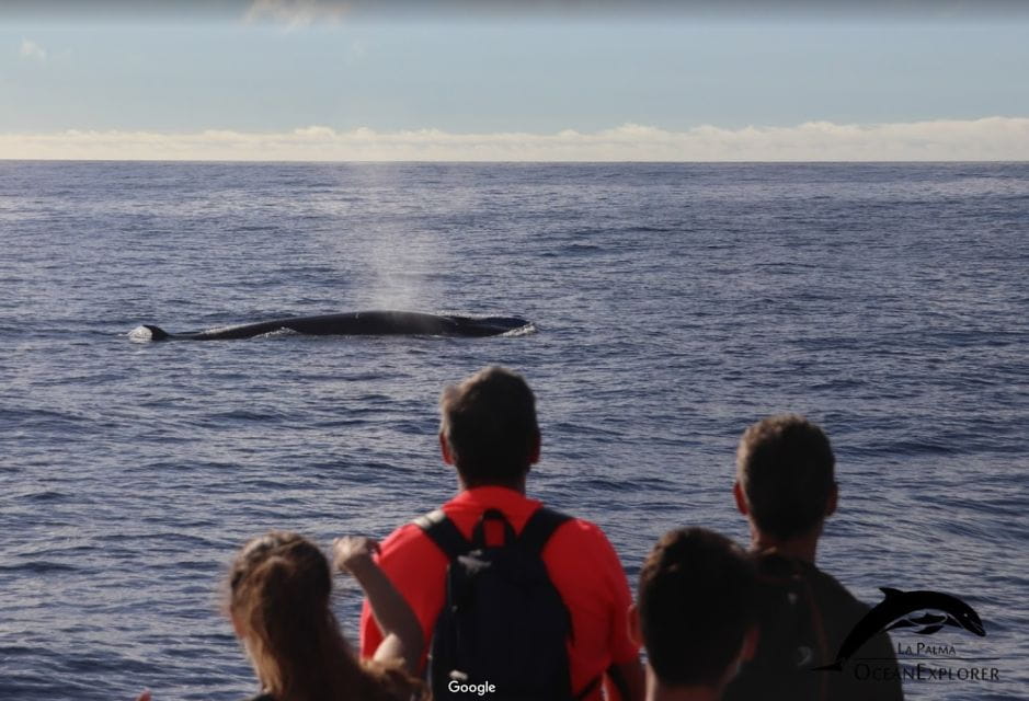 La Palma: 3-Hour Dolphin and Whale Watching Experience - Knowledgeable Guides