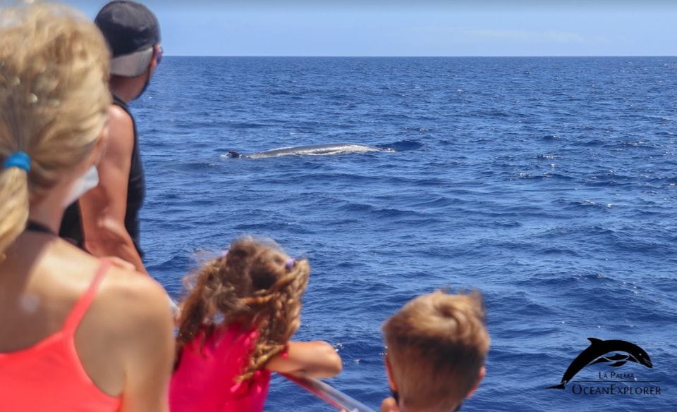 La Palma: 3-Hour Dolphin and Whale Watching Experience - Things To Know