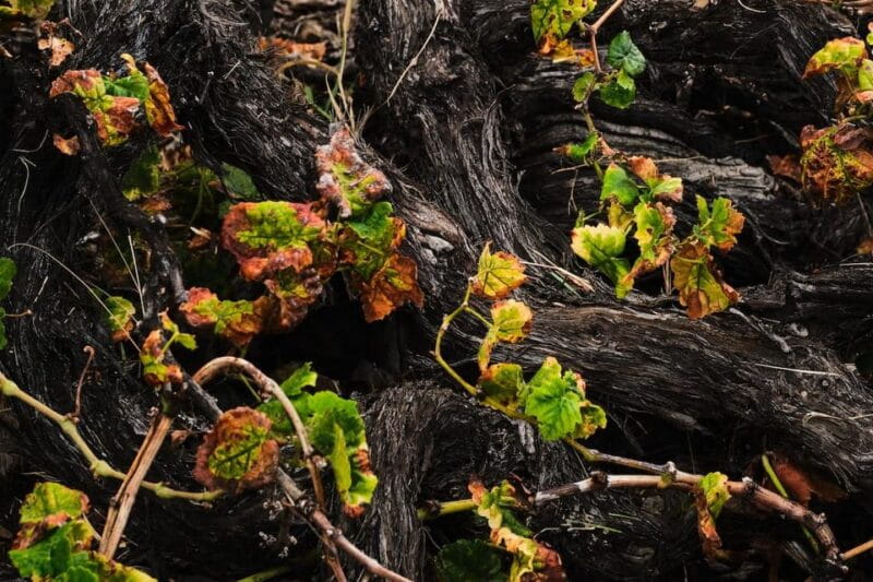 La Palma: Bodegas Teneguia Winery Tour with Wine Tasting - Key points / Takeaways