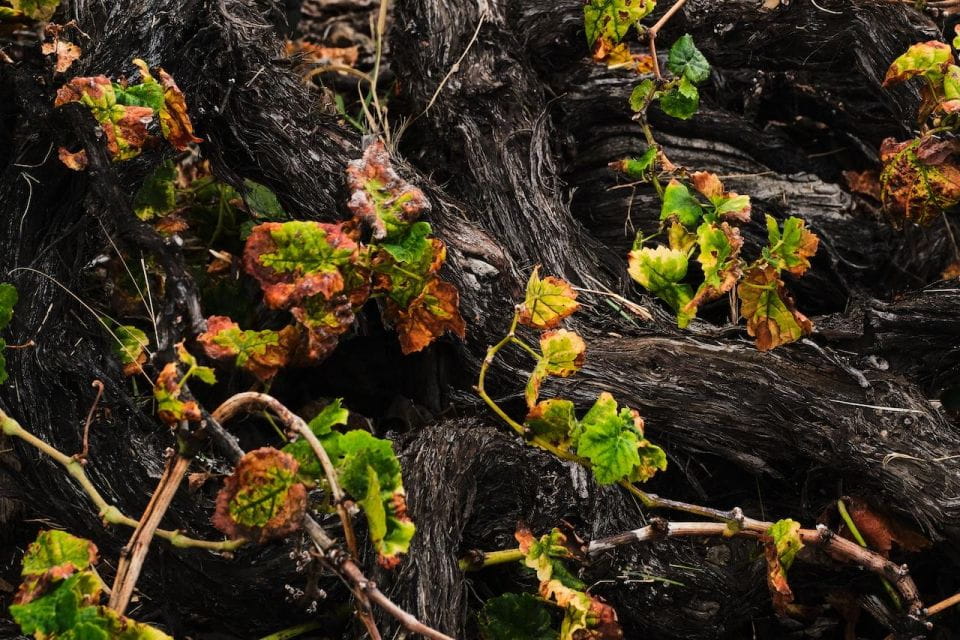 La Palma: Bodegas Teneguia Winery Tour With Wine Tasting - Location and Background