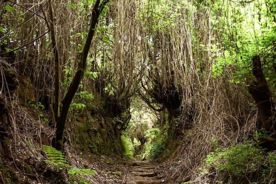 La Palma: Guided Trekking Tour to Cubo De La Galga - Key Points