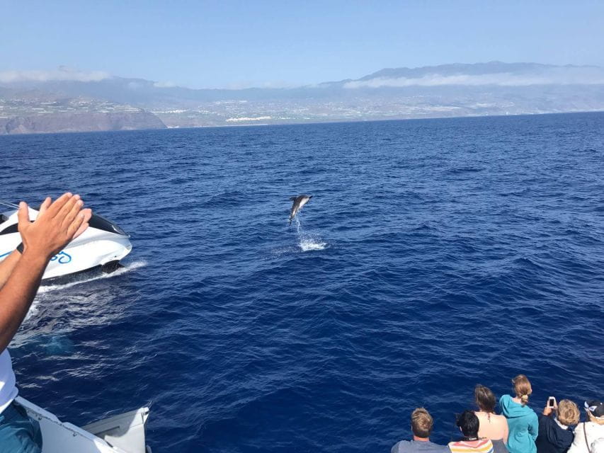 La Palma: Wildlife Viewing and Cumbre Vieja Boat Tour - Activity Details
