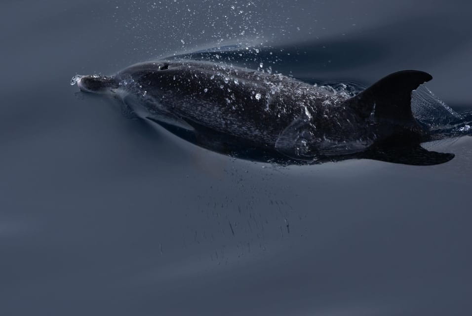 La Palma: Wildlife Viewing and Cumbre Vieja Boat Tour - Inclusions and Amenities