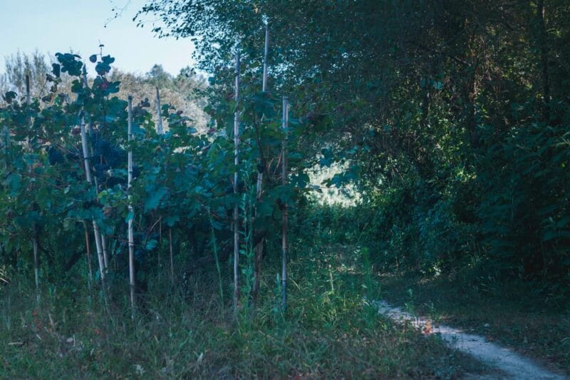 Lagoa da Ervedeira E-bike and Stand Up Paddle tour - Practical Tips for Booking and Enjoying the Tour